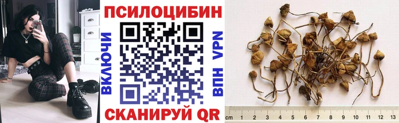 Купить закладки  Красный Холм  Галлюциногенные грибы GOLDEN TEACHER 
